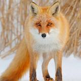 用户2721975592866头像