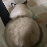 灭世狂舞头像