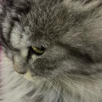 奋发柑桔U9x头像