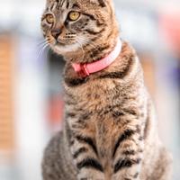 小猫爱吃鱼610头像