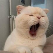 王哲366的个人资料头像