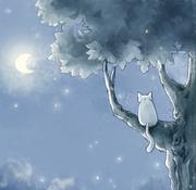 过载了树枝的个人资料头像