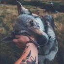 Dsir的个人资料头像