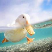 蛋炒饭爆炸无敌好吃的个人资料头像