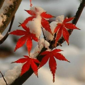 Кленовые листья у Западного озера