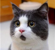 奔跑的勺子的个人资料头像