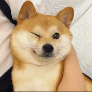 爱吃米饭的个人资料头像