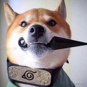 FreshButterfly的个人资料头像