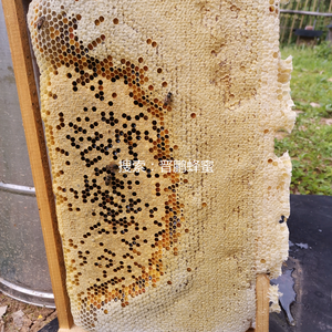 罗定市晋鹏蜜蜂养殖专业合作社头像