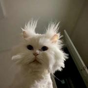 FeyeW的个人资料头像