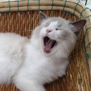 阿提艾斯的个人资料头像