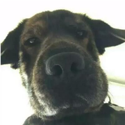 元气少女郭德纲的个人资料头像