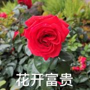 花开富贵7059的个人资料头像