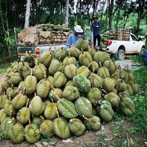 榴莲小马哥头像