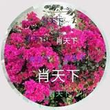 肖天下头像