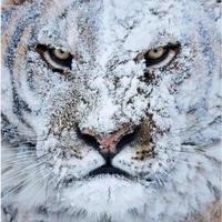 威猛的象象头像