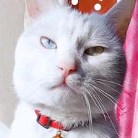 非正常人类研究戴主任头像