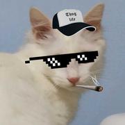 Astronaut910的个人资料头像