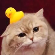 志宏895的个人资料头像