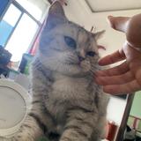 猫的形象头像