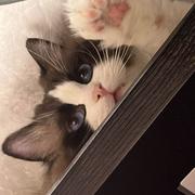 木木801的个人资料头像