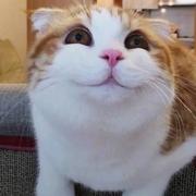 逆落的枫的个人资料头像