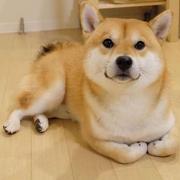dorohedoro的个人资料头像