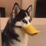 诚然头像