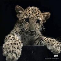 小谢好好哇塞头像