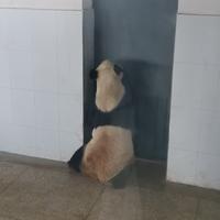 锅巴头像