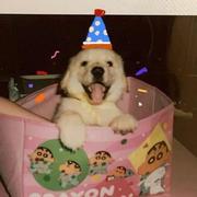 lemontea15的个人资料头像