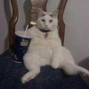 岁岁年年眼前人的个人资料头像