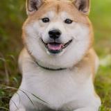 吴sir32头像