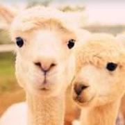 ncnk重名了的个人资料头像