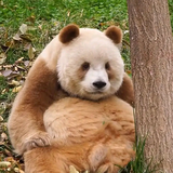 熊猫渝爱头像