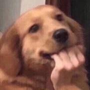 哈萨克伊的个人资料头像