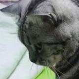 猛拉LC头像