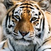 威猛之虎999头像