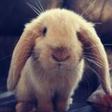 ベ断桥烟雨ミ9329047694038头像