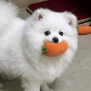 利威尔牌小陀螺的个人资料头像