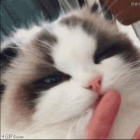 予感35头像
