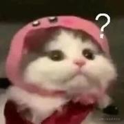 娇花花的个人资料头像