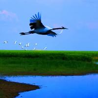 飞翔592210284608头像