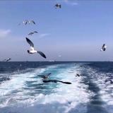 大蒜755头像