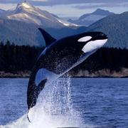 fangmd的个人资料头像