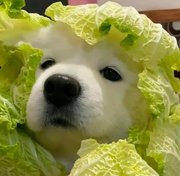 PLy的个人资料头像