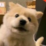 富足小红花Dlj头像