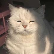 锅里没有的个人资料头像