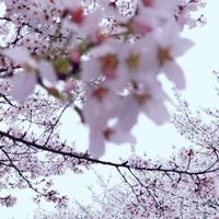 豫烟花三月头像