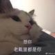jasmine头像